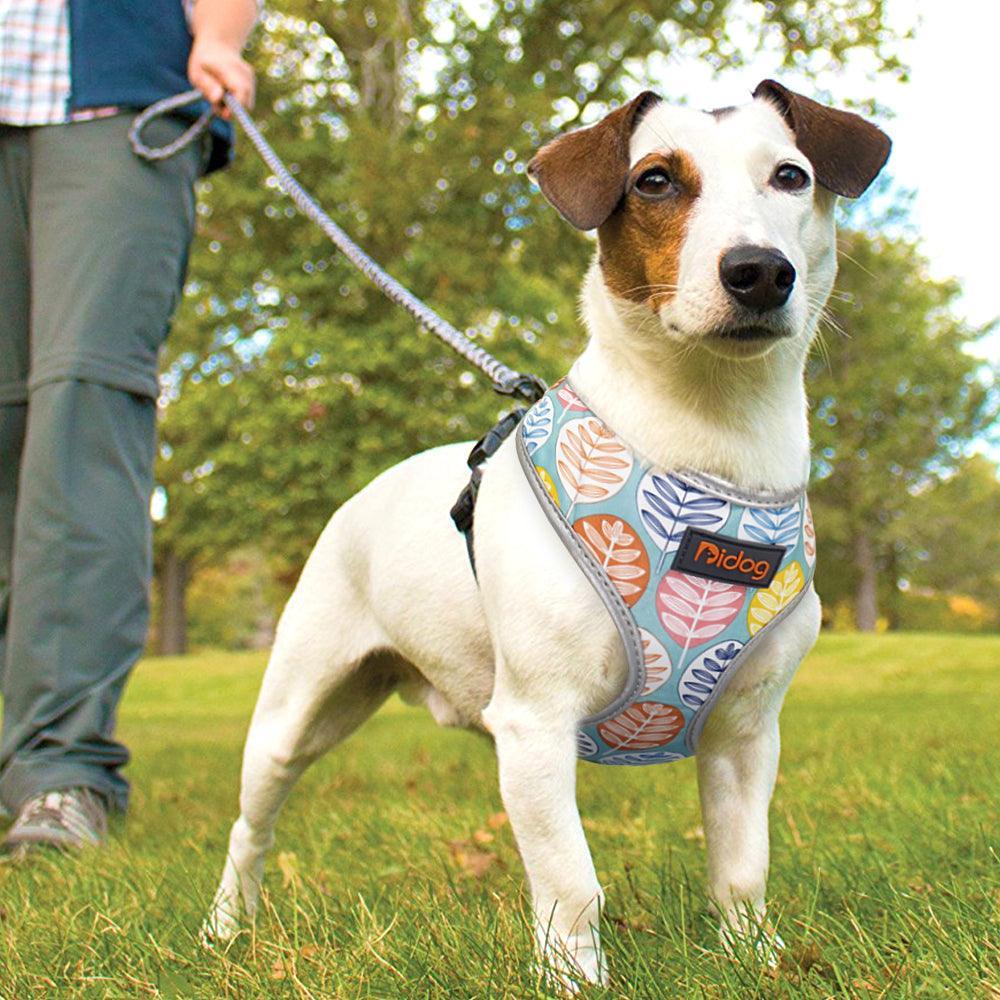 Comfortfit Nylon Dog And Cat Harness Leash Set