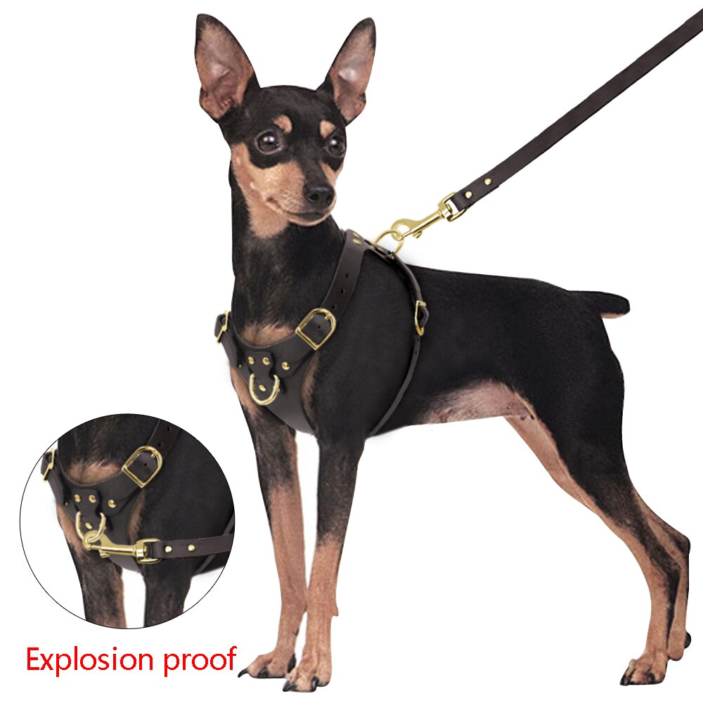 Pit Bull Dog Harness Leash Set No Pull Genuine